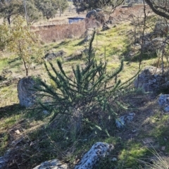 Cassinia aculeata subsp. aculeata at Belconnen, ACT - 1 Aug 2023 10:08 AM