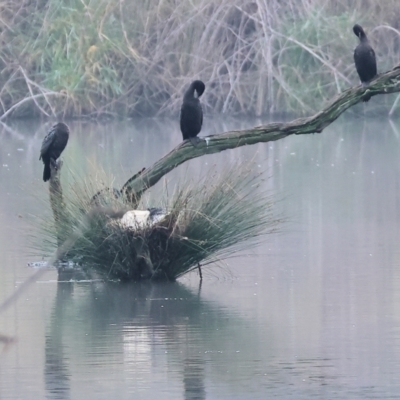 Phalacrocorax sulcirostris (Little Black Cormorant) at Horseshoe Lagoon and West Albury Wetlands - 30 Jul 2023 by KylieWaldon