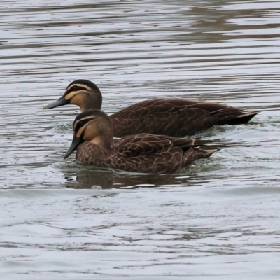 Anas superciliosa (Pacific Black Duck) at Albury - 30 Jul 2023 by KylieWaldon