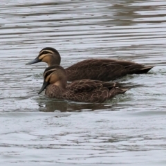 Anas superciliosa (Pacific Black Duck) at West Albury, NSW - 30 Jul 2023 by KylieWaldon