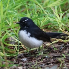 Rhipidura leucophrys (Willie Wagtail) at West Albury, NSW - 30 Jul 2023 by KylieWaldon