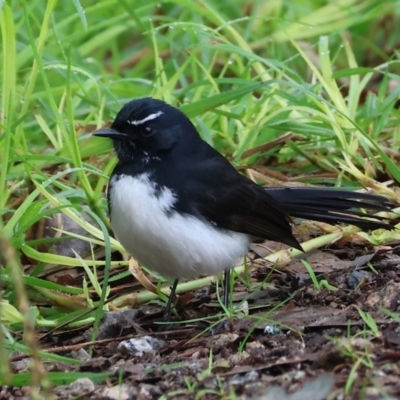 Rhipidura leucophrys (Willie Wagtail) at Horseshoe Lagoon and West Albury Wetlands - 30 Jul 2023 by KylieWaldon