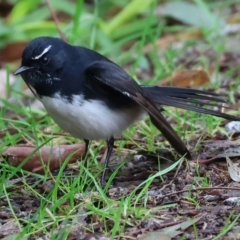 Rhipidura leucophrys at West Albury, NSW - 30 Jul 2023 12:47 PM