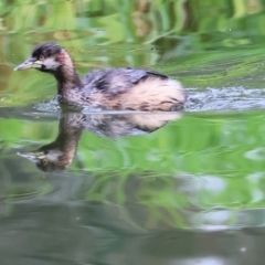 Tachybaptus novaehollandiae (Australasian Grebe) at Albury - 30 Jul 2023 by KylieWaldon