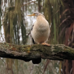 Anhinga novaehollandiae at West Albury, NSW - 30 Jul 2023 12:50 PM