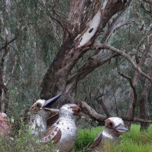 Dacelo novaeguineae at West Albury, NSW - 30 Jul 2023