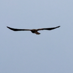 Haliastur sphenurus at West Albury, NSW - 30 Jul 2023 01:17 PM