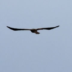 Haliastur sphenurus (Whistling Kite) at Horseshoe Lagoon and West Albury Wetlands - 30 Jul 2023 by KylieWaldon