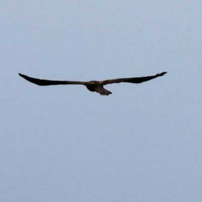 Haliastur sphenurus (Whistling Kite) at Albury - 30 Jul 2023 by KylieWaldon