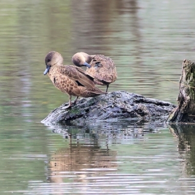 Anas gracilis (Grey Teal) at Albury - 30 Jul 2023 by KylieWaldon