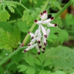 Fumaria capreolata (White Fumitory) at Albury - 30 Jul 2023 by KylieWaldon