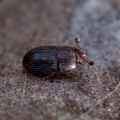Nitidulidae sp. (family) (Sap beetle) at Belconnen, ACT - 31 Jul 2023 by KorinneM