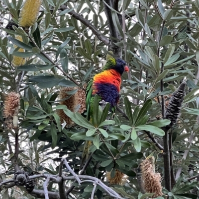 Trichoglossus moluccanus (Rainbow Lorikeet) at Campbell, ACT - 1 Aug 2023 by JimL