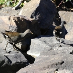 Gallinula tenebrosa (Dusky Moorhen) at Point Hut to Tharwa - 1 Aug 2023 by RodDeb
