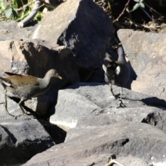 Gallinula tenebrosa at Tuggeranong, ACT - 1 Aug 2023