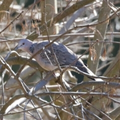 Spilopelia chinensis (Spotted Dove) at Tuggeranong, ACT - 1 Aug 2023 by RodDeb
