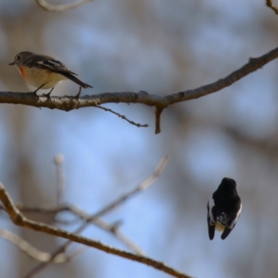 Petroica boodang (Scarlet Robin) at Point Hut to Tharwa - 1 Aug 2023 by RodDeb