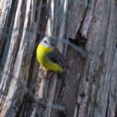 Eopsaltria australis (Eastern Yellow Robin) at Tuggeranong, ACT - 1 Aug 2023 by RodDeb