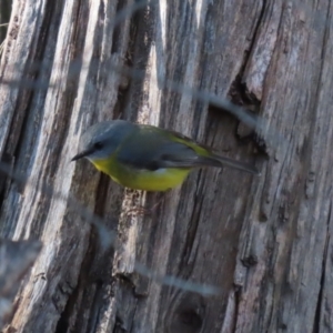 Eopsaltria australis at Tuggeranong, ACT - 1 Aug 2023 01:31 PM