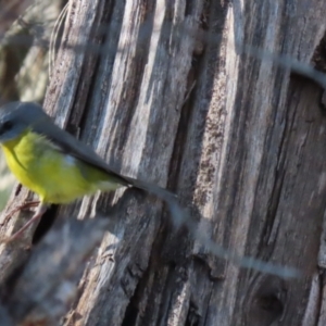 Eopsaltria australis at Tuggeranong, ACT - 1 Aug 2023 01:31 PM