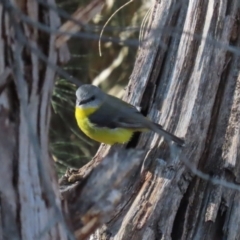 Eopsaltria australis at Tuggeranong, ACT - 1 Aug 2023 01:31 PM