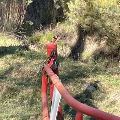 Petroica boodang (Scarlet Robin) at Bruce, ACT - 1 Aug 2023 by JVR