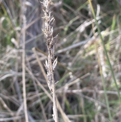 Carex tereticaulis (Poongort) at Tarago, NSW - 3 Jul 2023 by JaneR