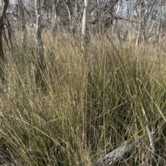 Carex tereticaulis at Tarago, NSW - 3 Jul 2023