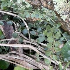 Asplenium flabellifolium (Necklace Fern) at Tarago, NSW - 3 Jul 2023 by JaneR