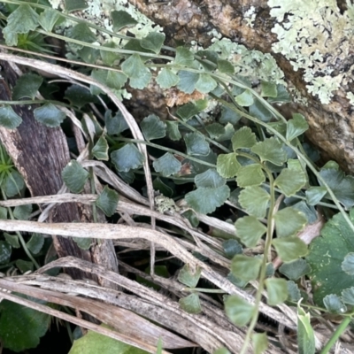 Asplenium flabellifolium (Necklace Fern) at Tarago, NSW - 3 Jul 2023 by JaneR