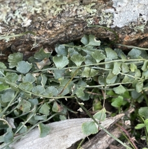 Asplenium flabellifolium at Tarago, NSW - 3 Jul 2023 02:16 PM