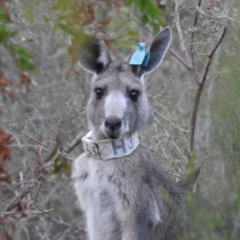 Macropus giganteus (Eastern Grey Kangaroo) at Canberra Central, ACT - 1 Aug 2023 by HelenCross