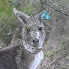 Macropus giganteus at Canberra Central, ACT - 1 Aug 2023