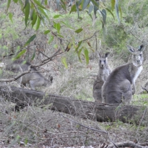 Macropus giganteus at Canberra Central, ACT - 1 Aug 2023 04:35 PM