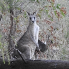 Macropus giganteus at Canberra Central, ACT - 1 Aug 2023