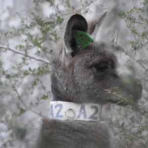 Macropus giganteus at Canberra Central, ACT - 1 Aug 2023 04:35 PM