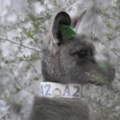 Macropus giganteus at Canberra Central, ACT - 1 Aug 2023