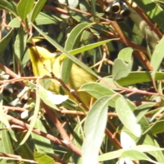 Lichenostomus melanops (Yellow-tufted Honeyeater) at Canberra Central, ACT - 1 Aug 2023 by HelenCross
