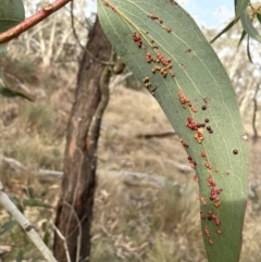 Eucalyptus pauciflora subsp. pauciflora at Tarago, NSW - 3 Jul 2023