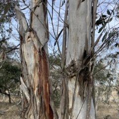 Eucalyptus pauciflora subsp. pauciflora at Tarago, NSW - 3 Jul 2023