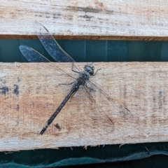 Anax papuensis (Australian Emperor) at Canberra Central, ACT - 1 Aug 2023 by HelenCross