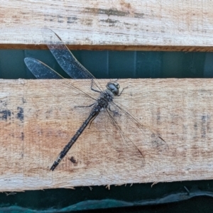 Anax papuensis at Canberra Central, ACT - 1 Aug 2023