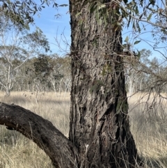 Eucalyptus aggregata (Black Gum) at Tarago, NSW - 3 Jul 2023 by JaneR