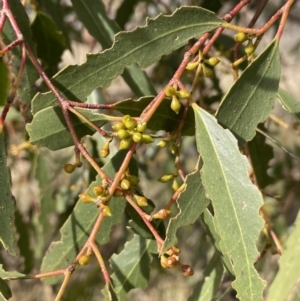 Eucalyptus aggregata at Tarago, NSW - 3 Jul 2023