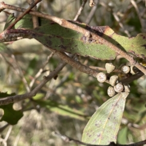 Eucalyptus aggregata at Tarago, NSW - 3 Jul 2023