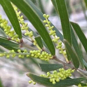 Acacia longifolia subsp. longifolia at Tarago, NSW - 3 Jul 2023
