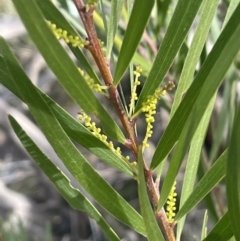 Acacia longifolia subsp. longifolia at Tarago, NSW - 3 Jul 2023