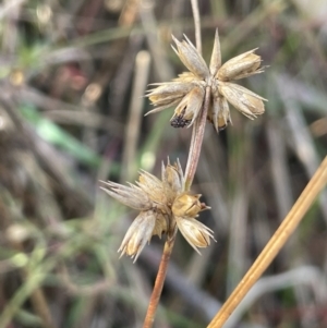 Juncus homalocaulis at Tarago, NSW - 3 Jul 2023 12:23 PM