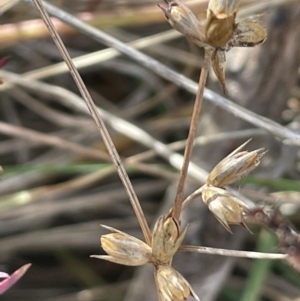 Juncus homalocaulis at Tarago, NSW - 3 Jul 2023 12:23 PM