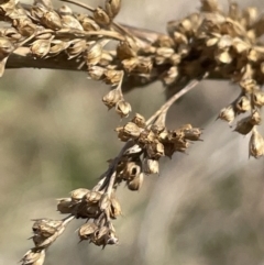 Juncus flavidus (Yellow Rush) at Goulburn Mulwaree Council - 3 Jul 2023 by JaneR